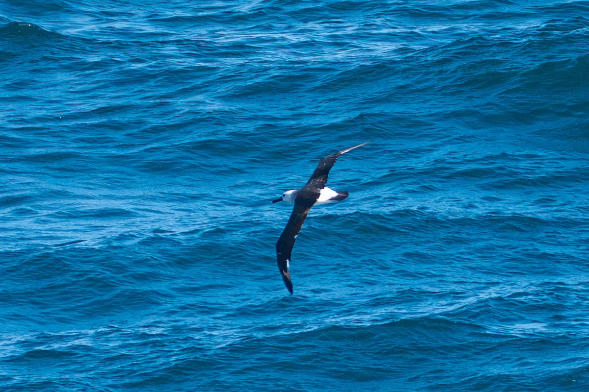 albatros pestrozobý - ML648375350