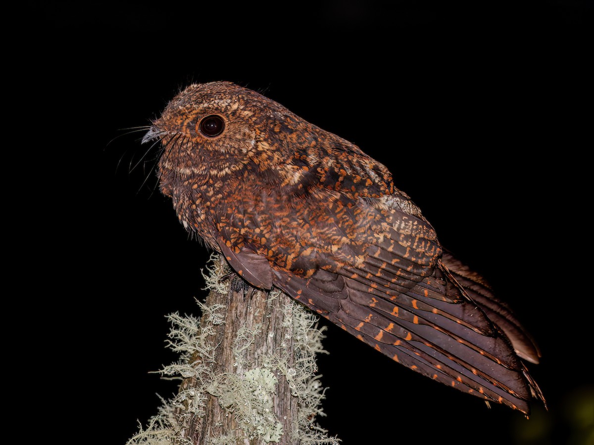Dusky Nightjar - Antrostomus saturatus - Birds of the World
