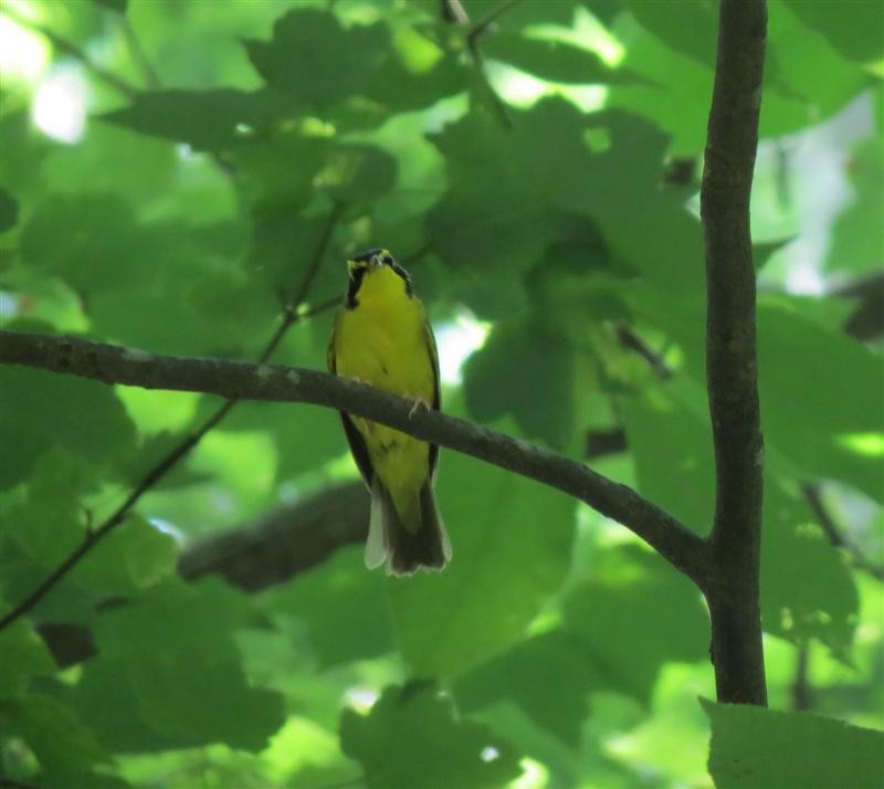 Kentucky Warbler - ML648375878