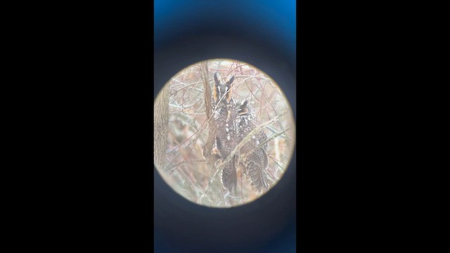 Waldohreule - ML648376024