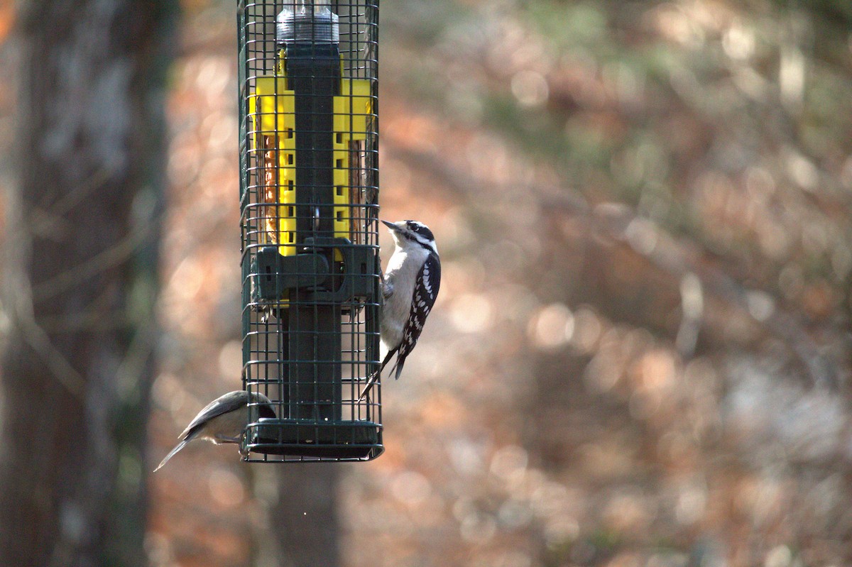 Pico Pubescente - ML648376090
