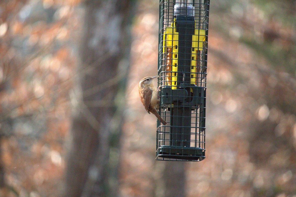 Cucarachero de Carolina - ML648376096