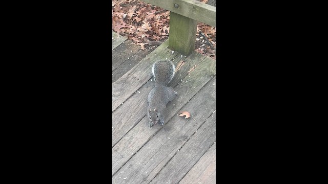 Grauhörnchen - ML648376140