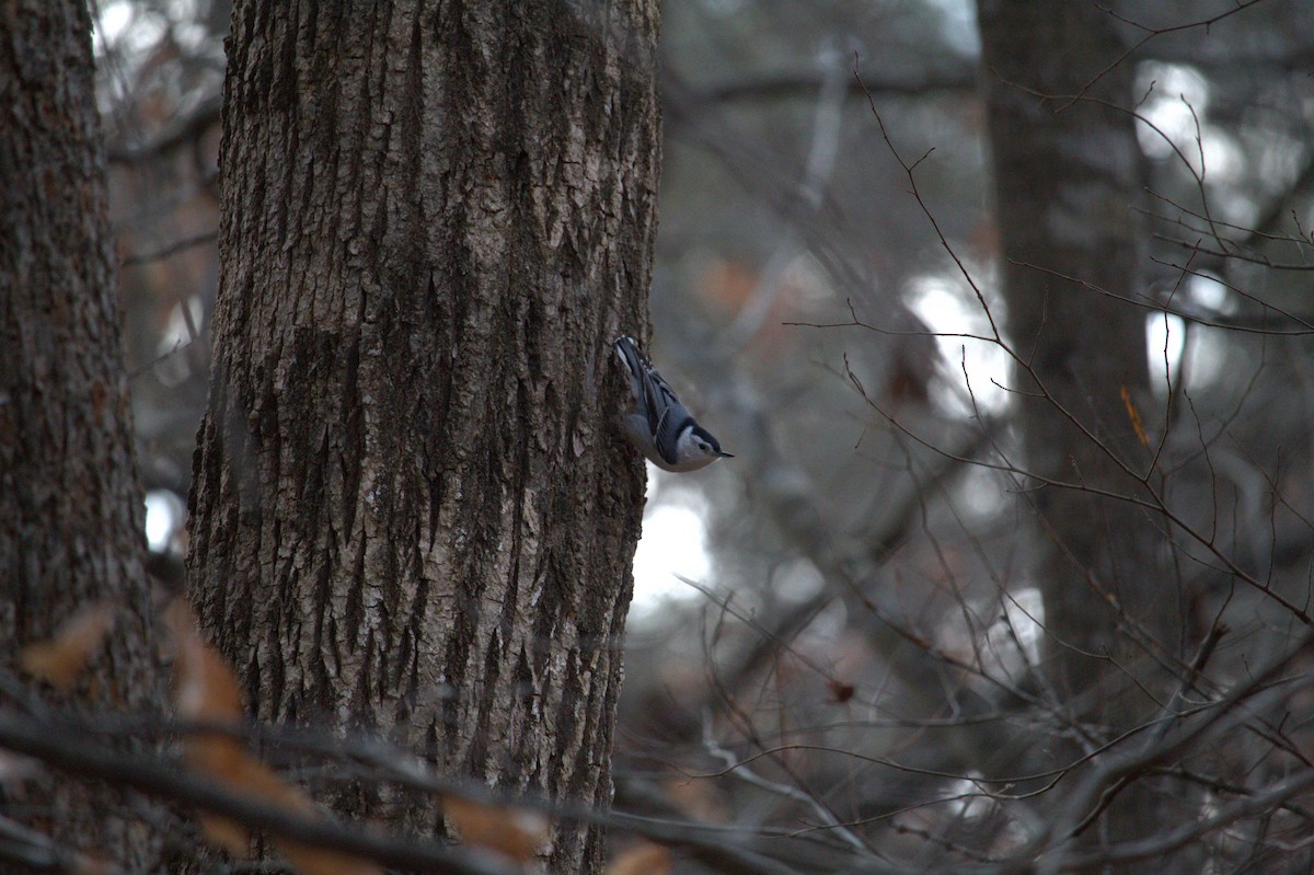 Trepador Pechiblanco - ML648376183