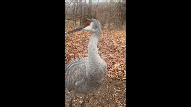 Kanadakranich - ML648376322