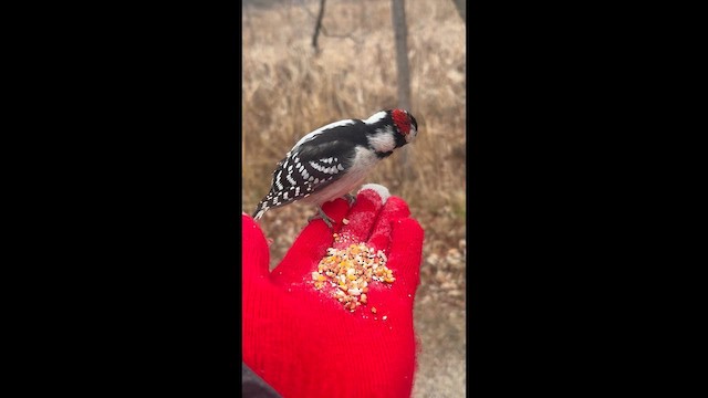 Dunenspecht - ML648376373