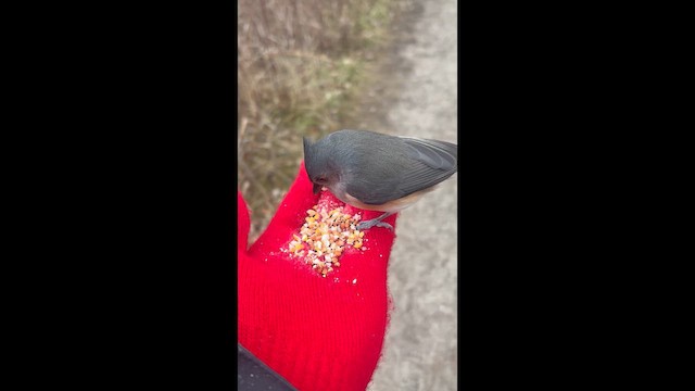 Grauhäubchenmeise - ML648376389