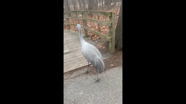 Kanadakranich - ML648376557