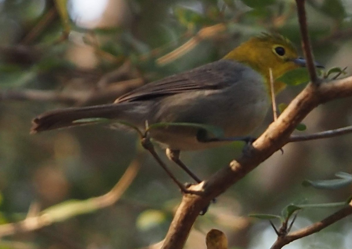 Yellow-headed Warbler - ML648376835
