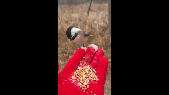 Schwarzkopfmeise - ML648376856