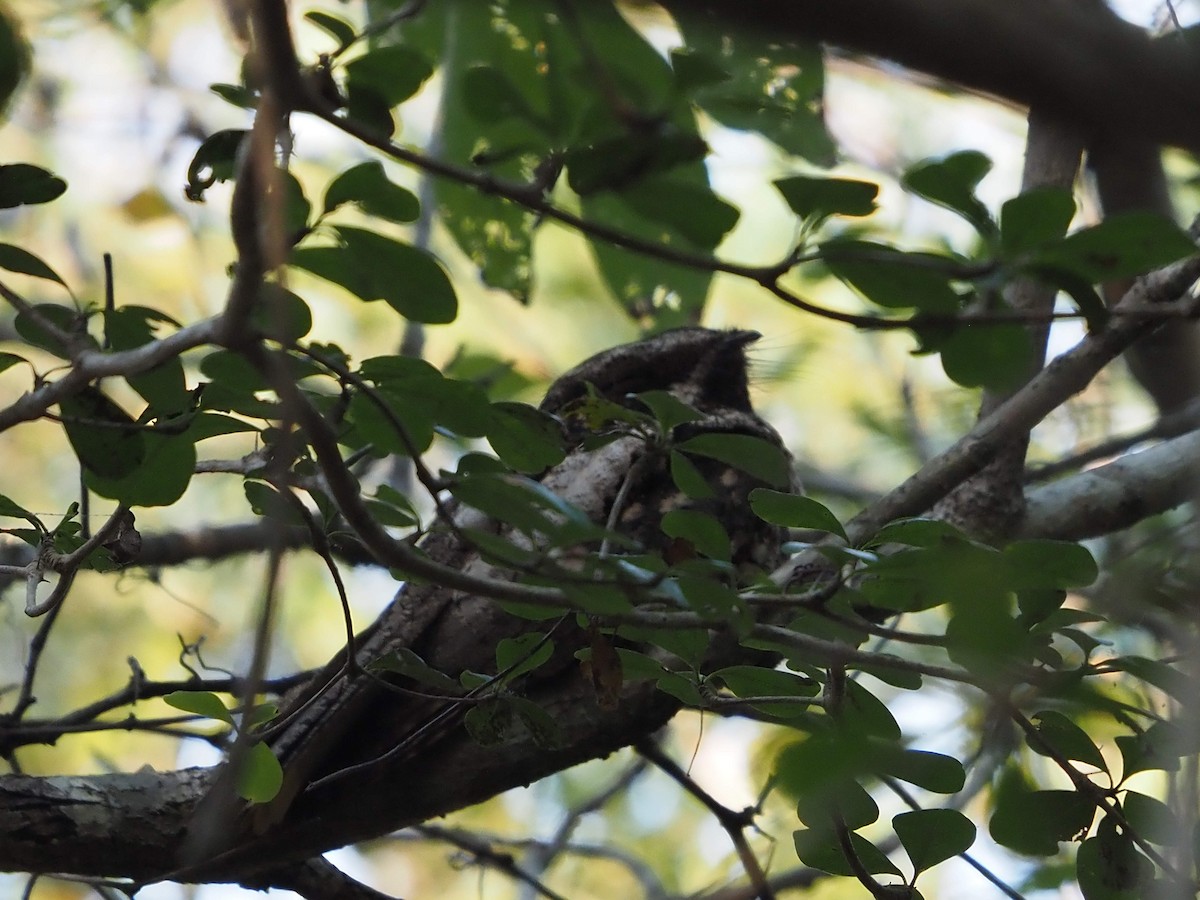 Cuban Nightjar - ML648376857