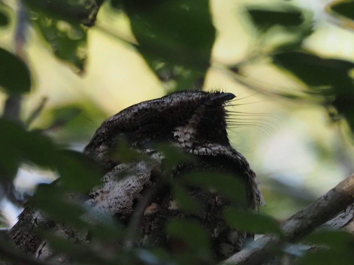 Cuban Nightjar - ML648376858