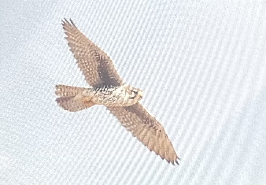 Prairie Falcon - ML648376895