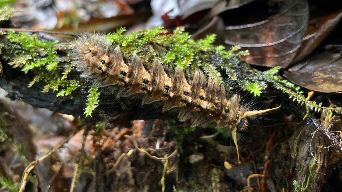 カレハガ科 - ML648376896