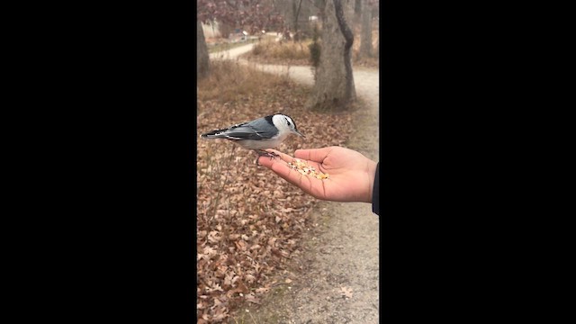 Weißbrustkleiber - ML648376909