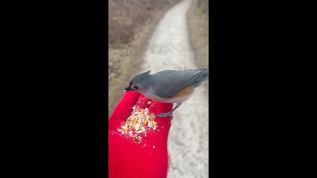 Grauhäubchenmeise - ML648376945