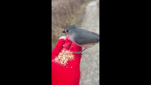 Grauhäubchenmeise - ML648376946