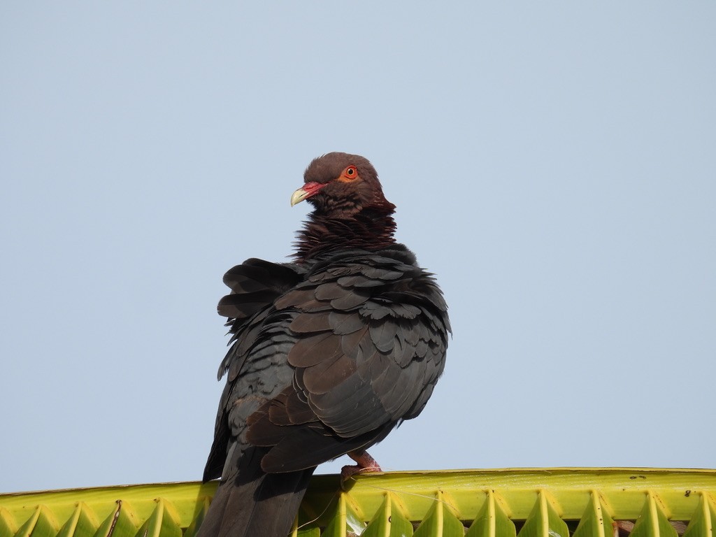 アカエリバト - ML648377012