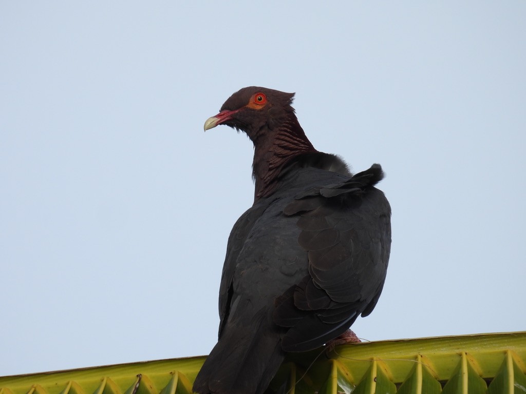 アカエリバト - ML648377020