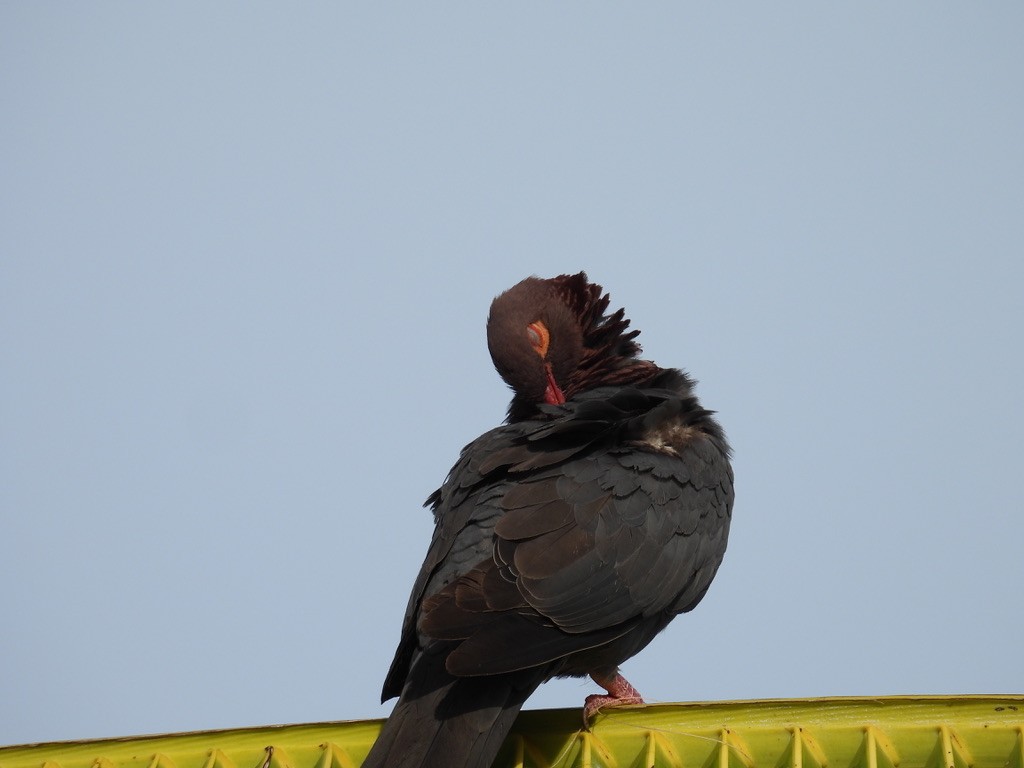 アカエリバト - ML648377028