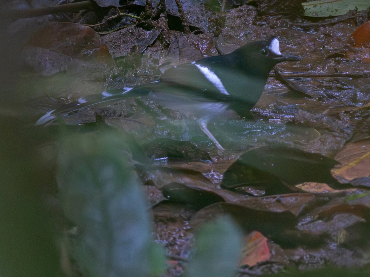 White-crowned Forktail (Northern) - ML648377118