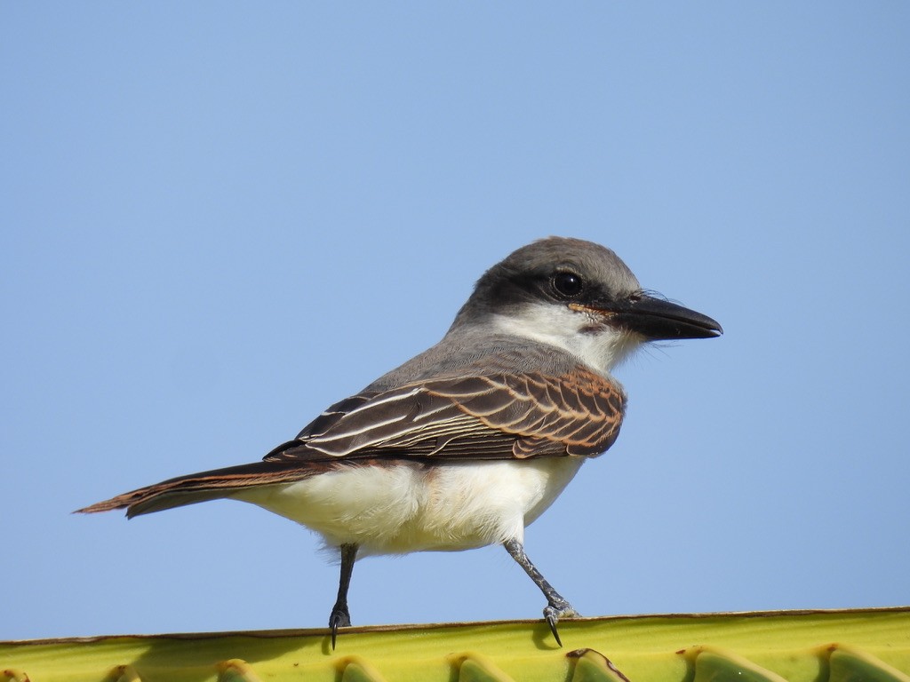 ハイイロタイランチョウ - ML648377164