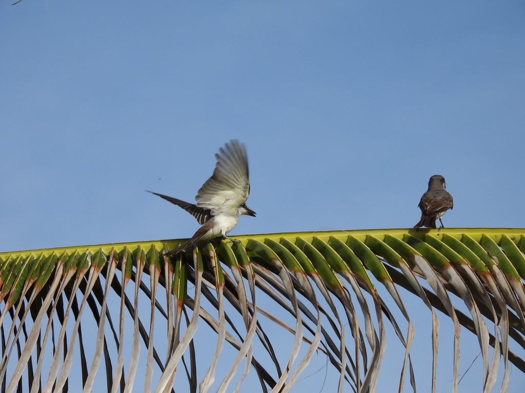 ハイイロタイランチョウ - ML648377165