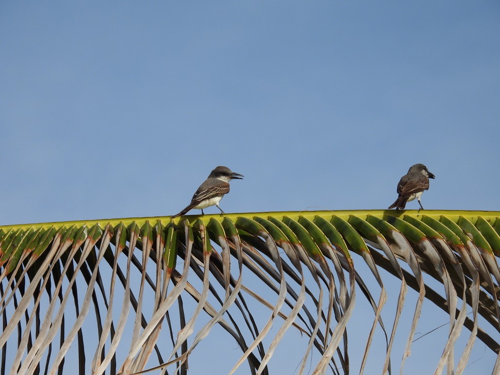 ハイイロタイランチョウ - ML648377167