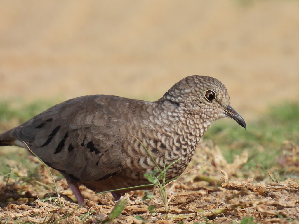 スズメバト - ML648377180