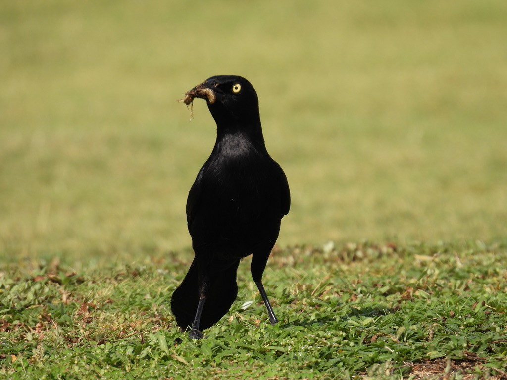 コクロムクドリモドキ - ML648377230