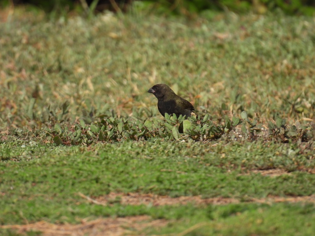 ニショクコメワリ - ML648377241