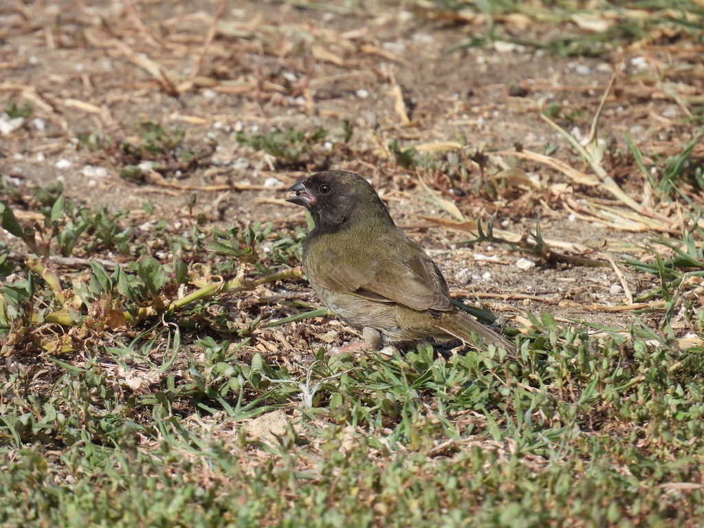 ニショクコメワリ - ML648377246