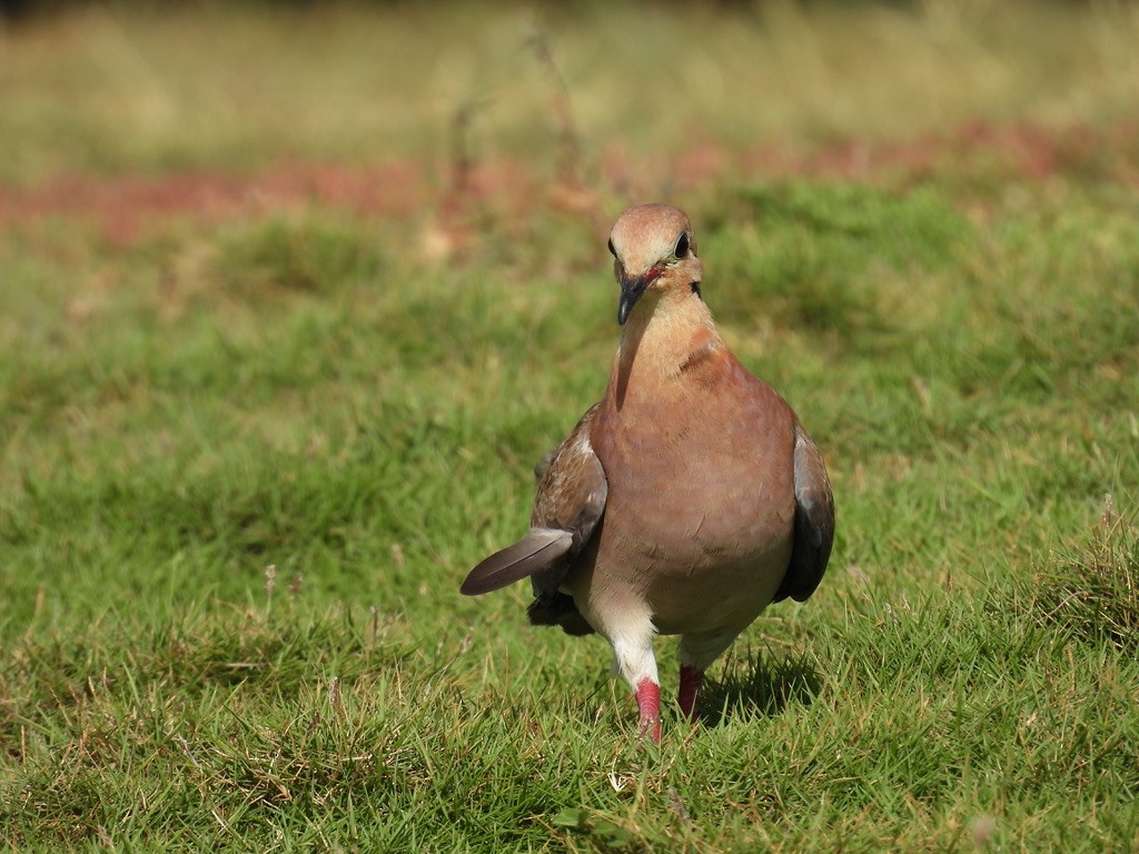 シマハジロバト - ML648377277