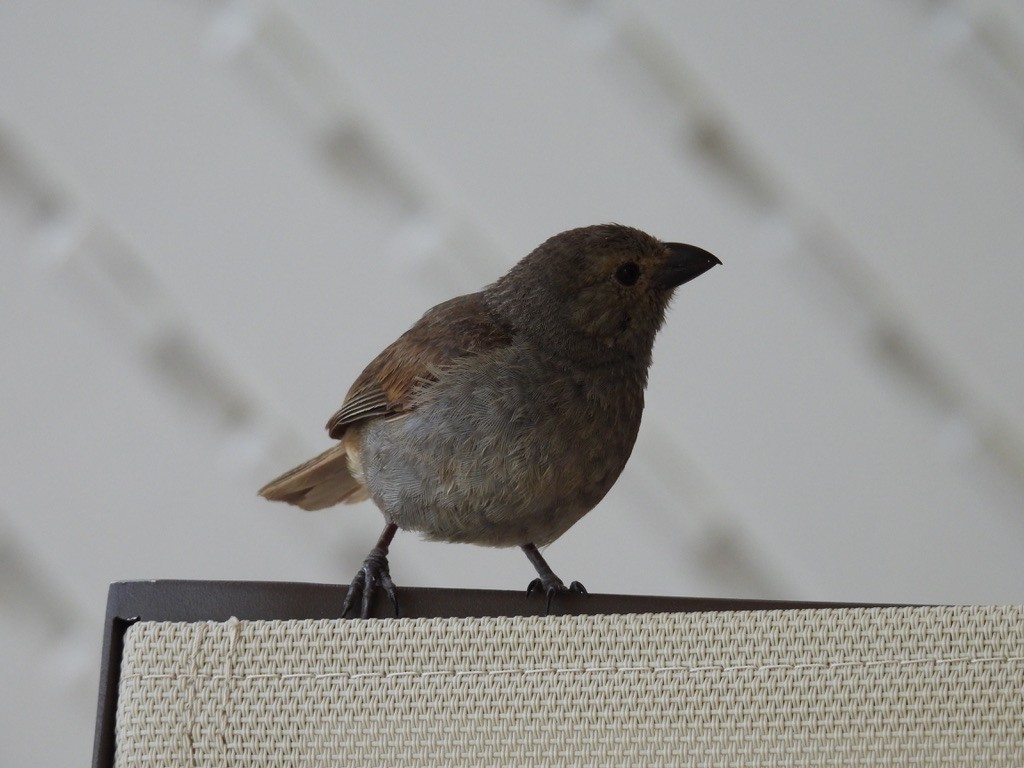 バルバドスアカウソ - ML648377306