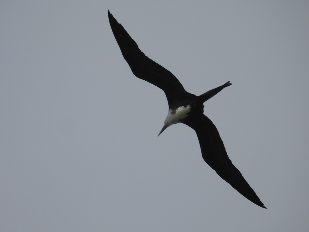 アメリカグンカンドリ - ML648377351