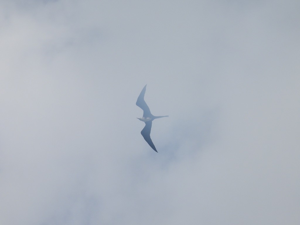 アメリカグンカンドリ - ML648377354