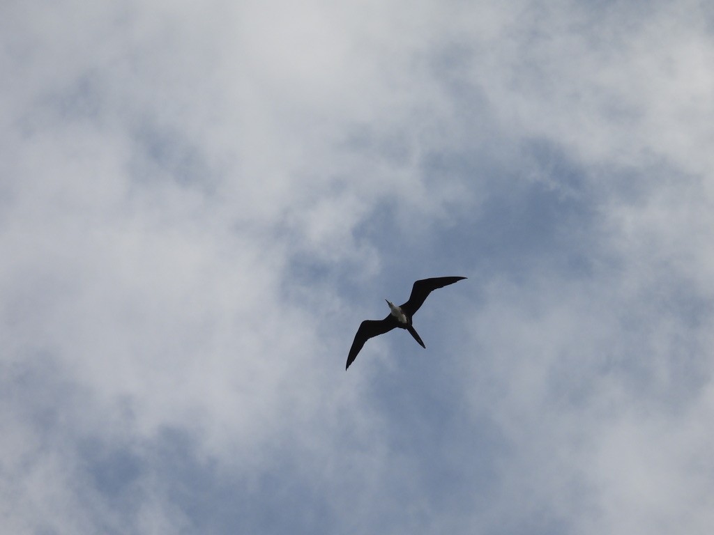 アメリカグンカンドリ - ML648377364