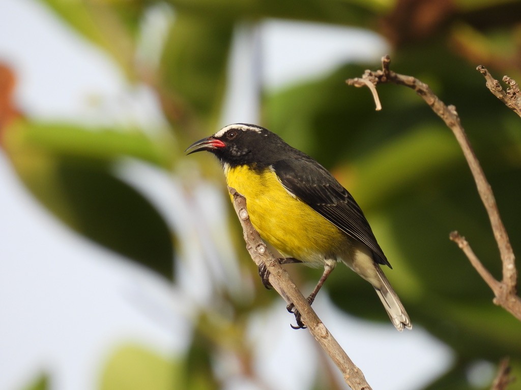 マミジロミツドリ - ML648377431