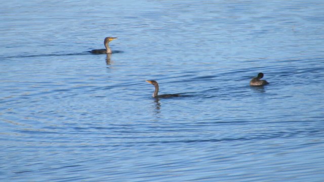 Cormoran à aigrettes - ML648377596