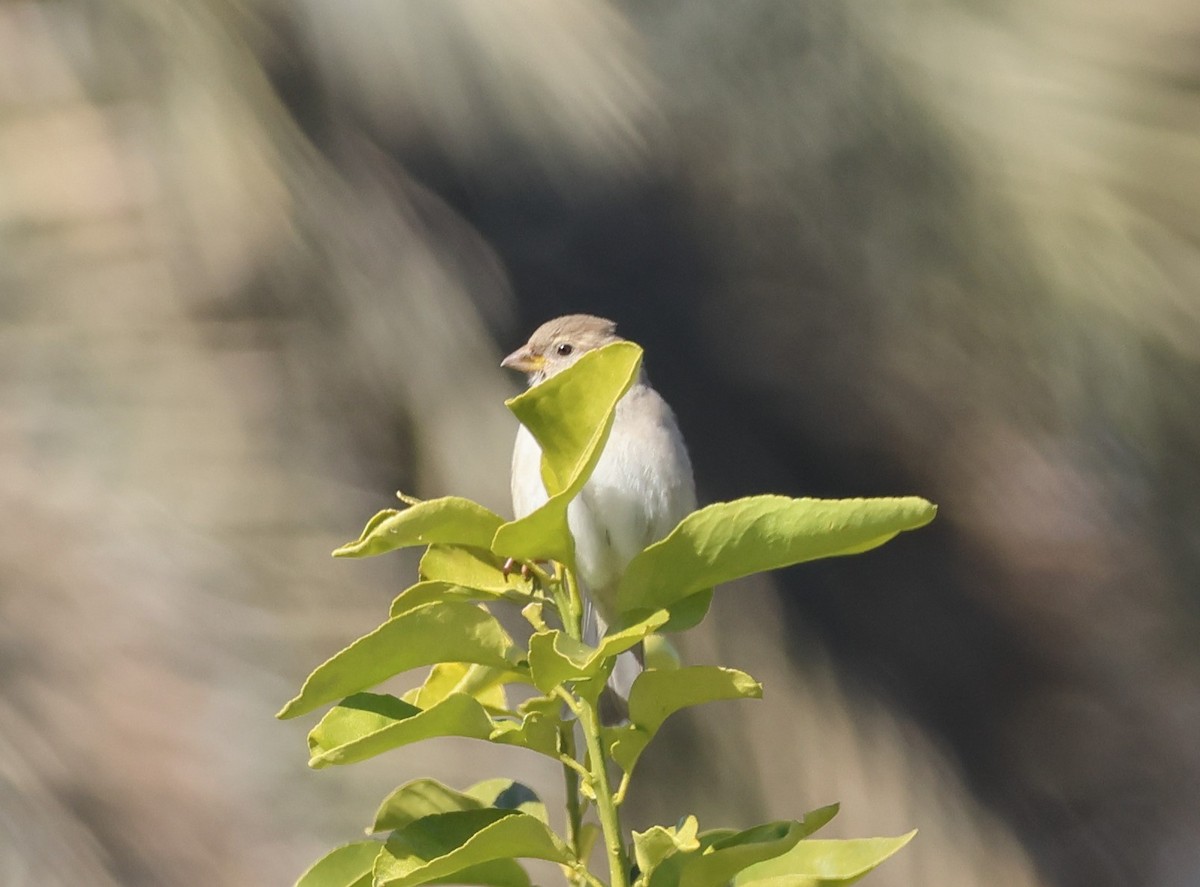 House Sparrow - ML648377809