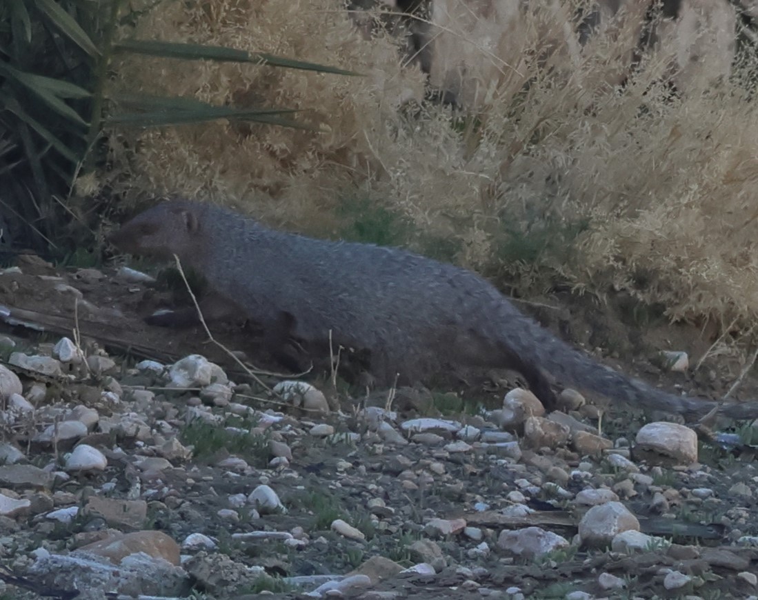 Mongooses - ML648377836