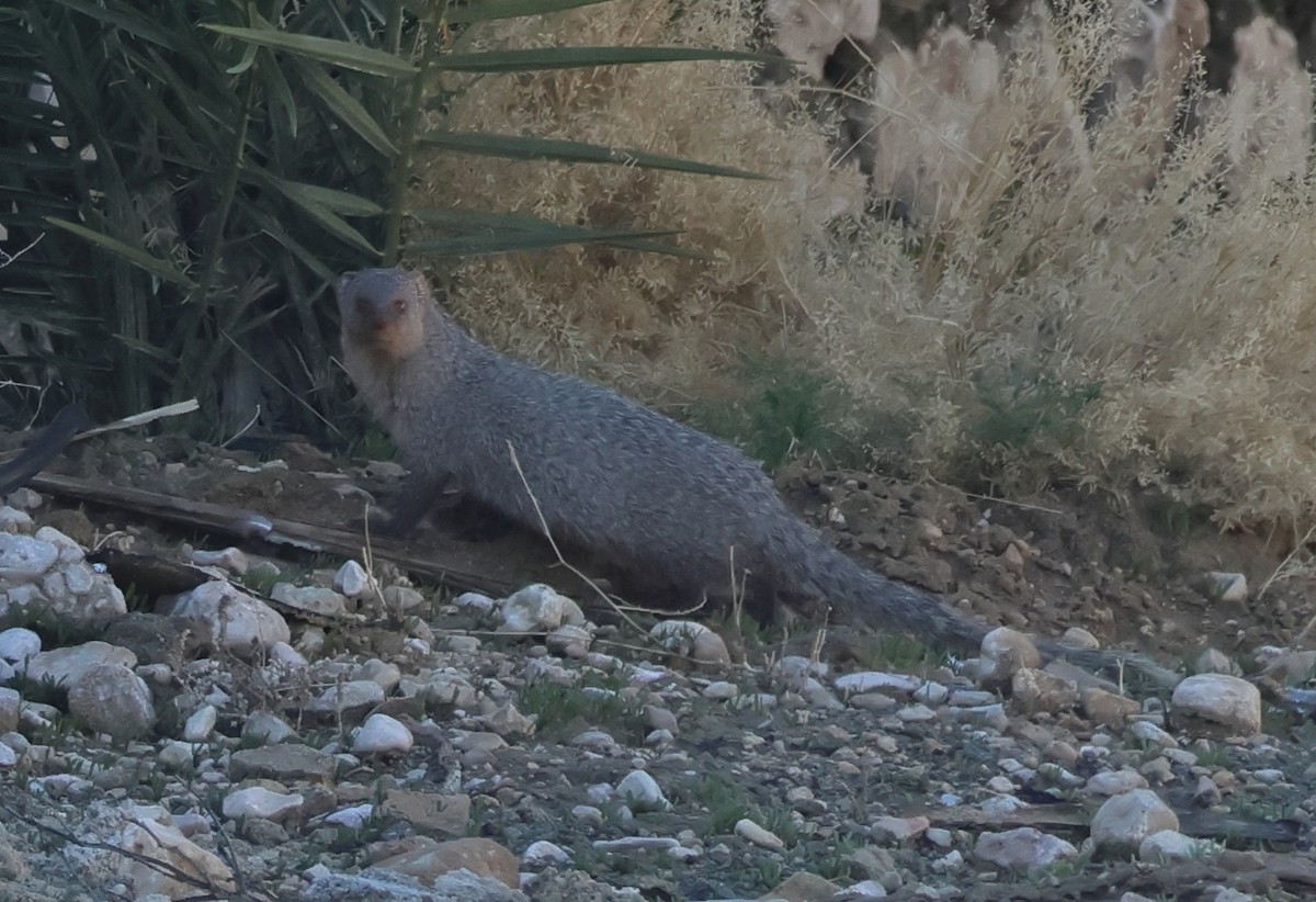Mongooses - ML648377837