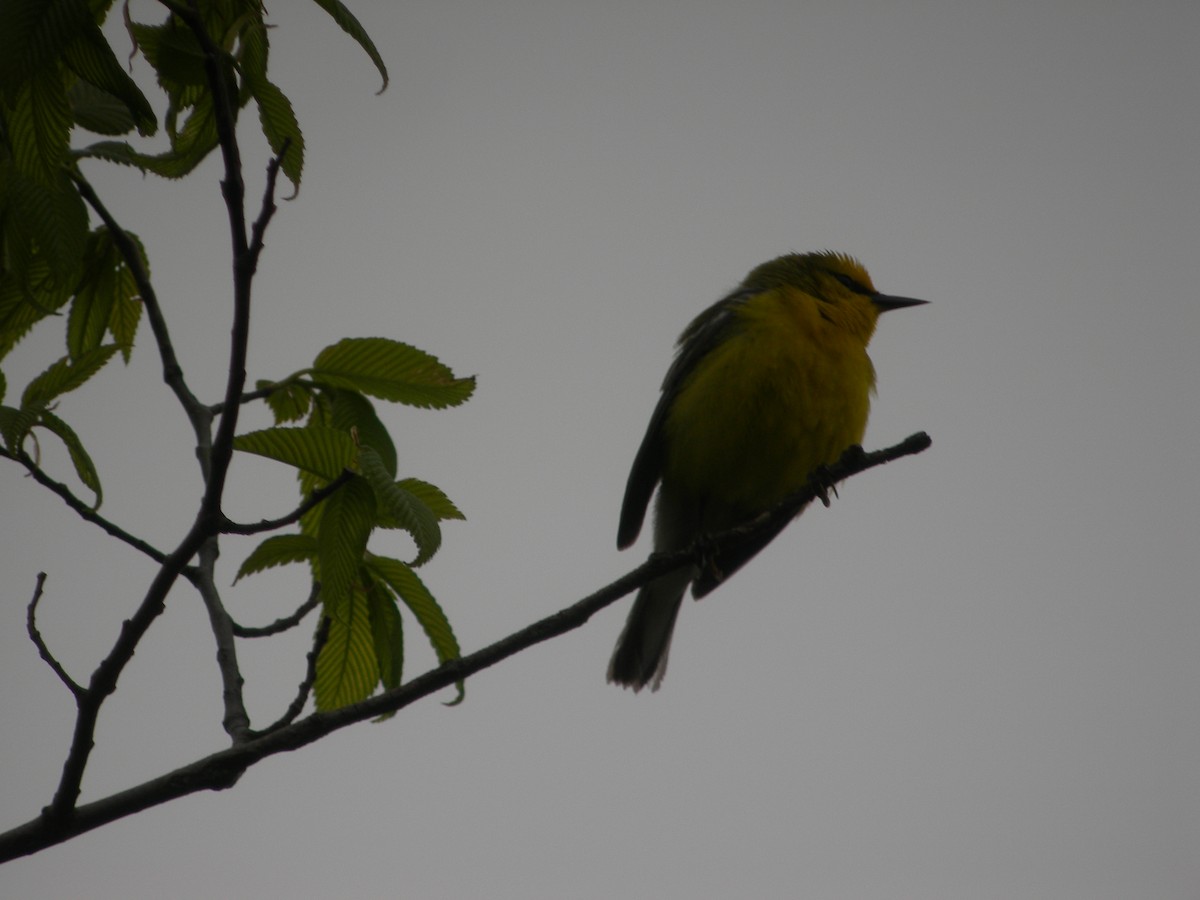 Blue-winged Warbler - ML648378327