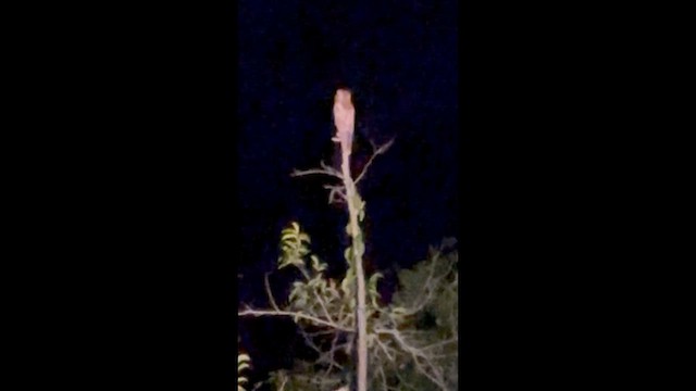 ジャマイカタチヨタカ - ML648378354