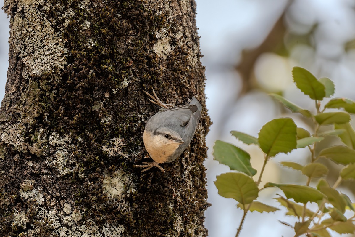 Trepador Azul (grupo europaea) - ML648379123