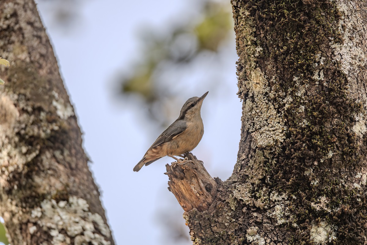 Trepador Azul (grupo europaea) - ML648379124
