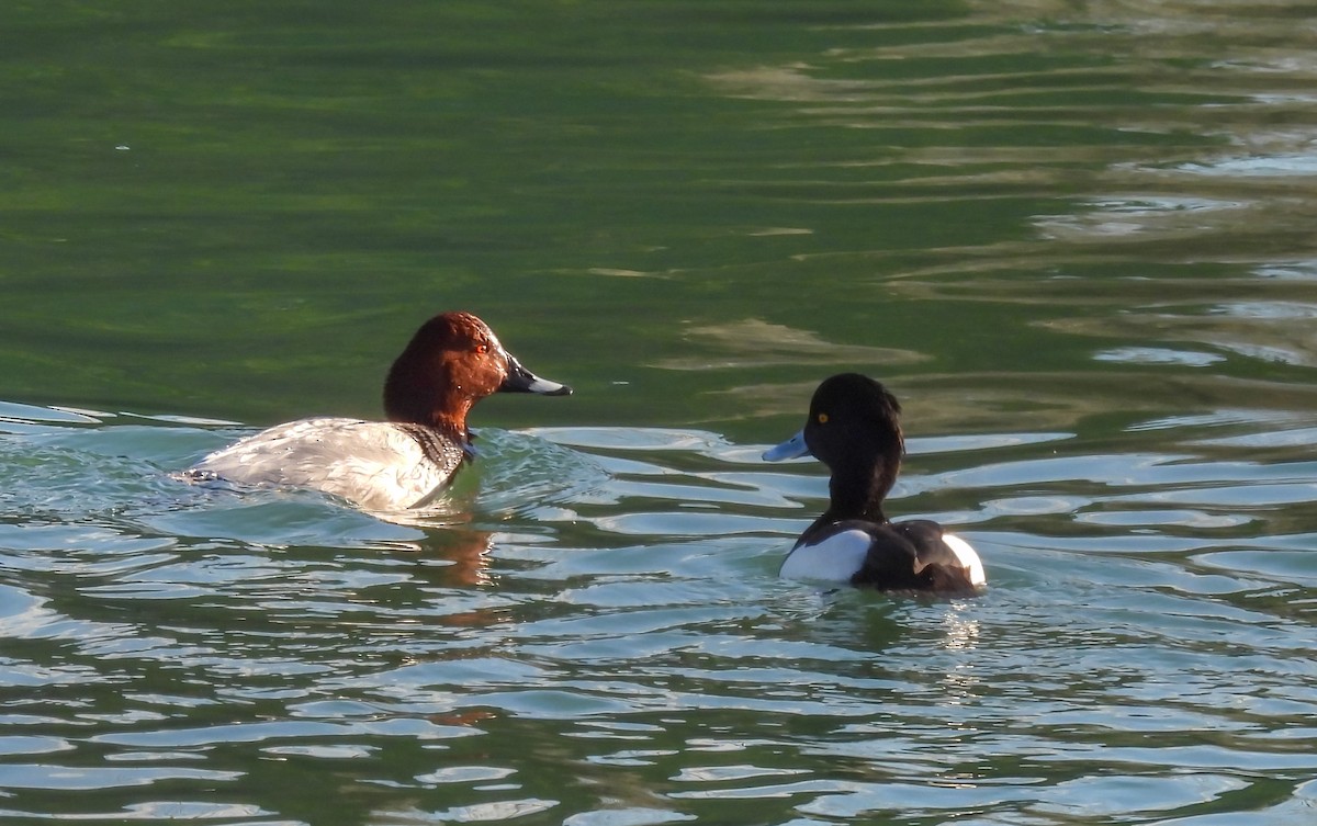 Fuligule milouin - ML648379931