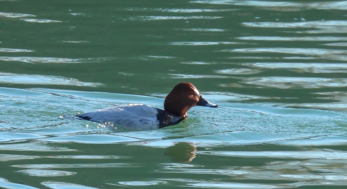 Fuligule milouin - ML648379944