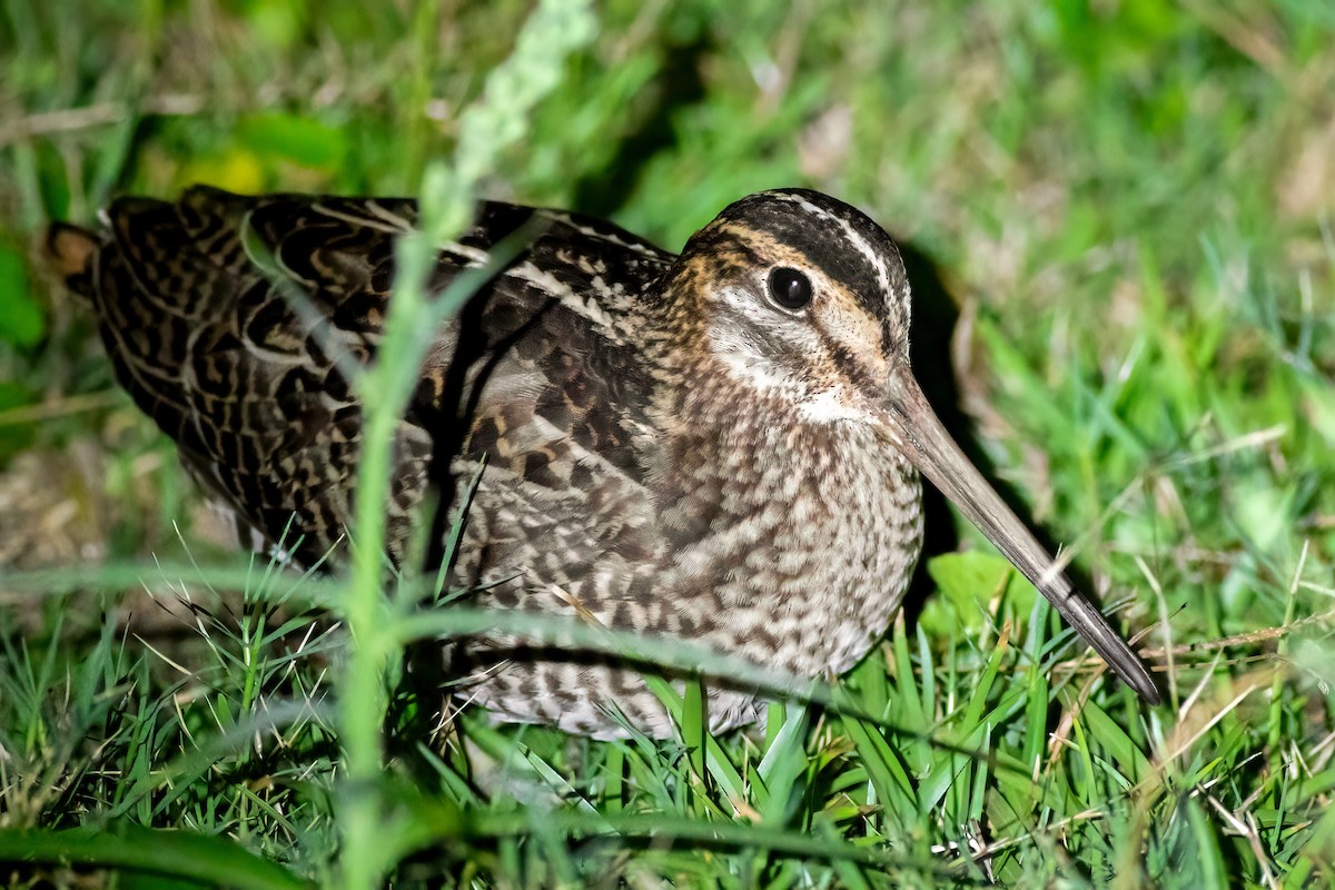 Baykal/Sibirya Suçulluğu - ML648379946