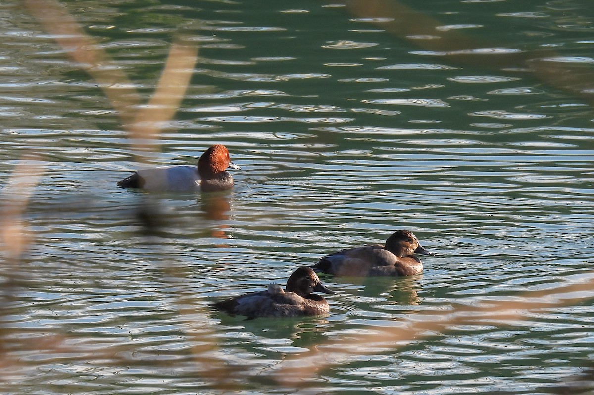 Fuligule milouin - ML648379953